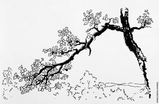Etude de branchage au feutre.