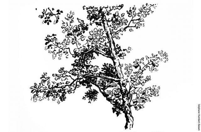 Etude de branchage au feutre.
