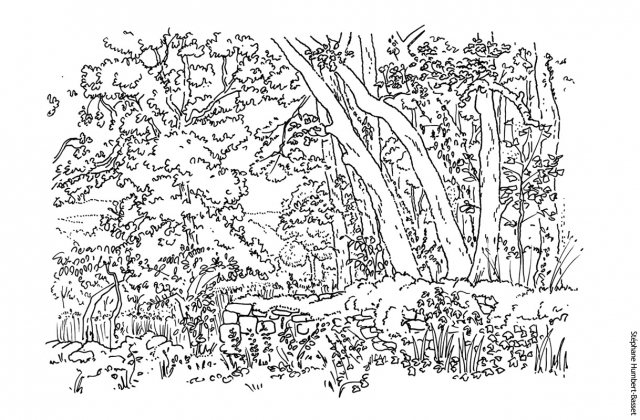 Sous-bois vu de la maison. Dessin au feutre.