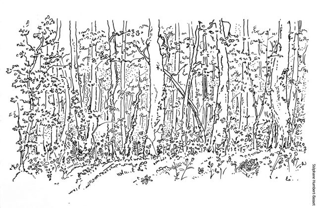 Sous-bois vu de la maison. Dessin au feutre.