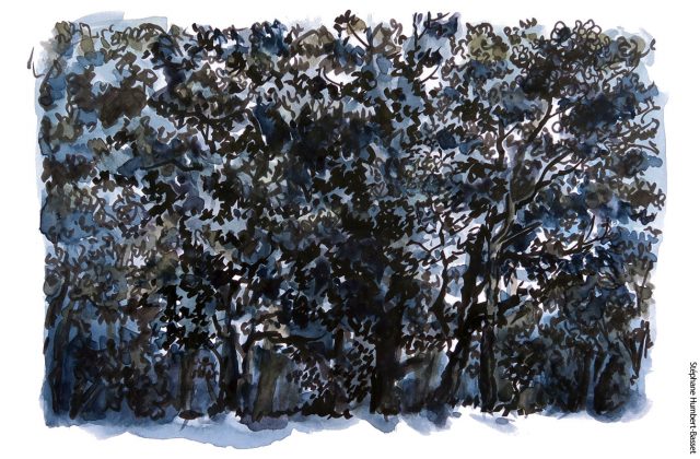 Etude de sous-bois au feutre.